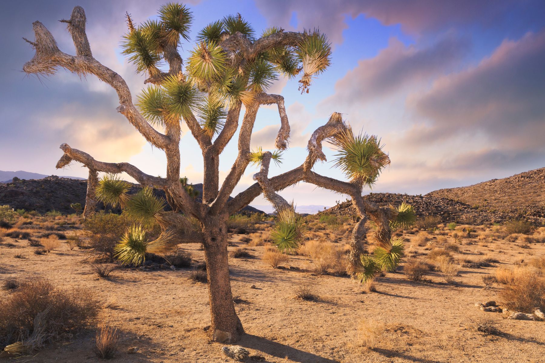 Joshua Tree National Park
