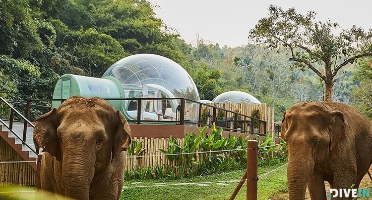 Jungle Bubbles at Anantara Golden Triangle Elephant Camp