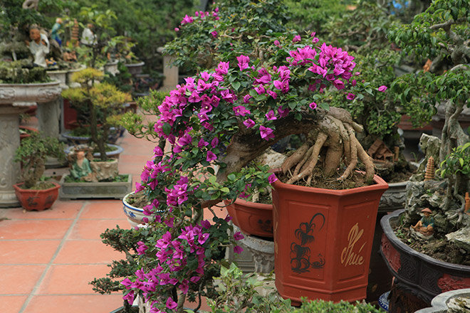 cây hoa giấy bonsai 4