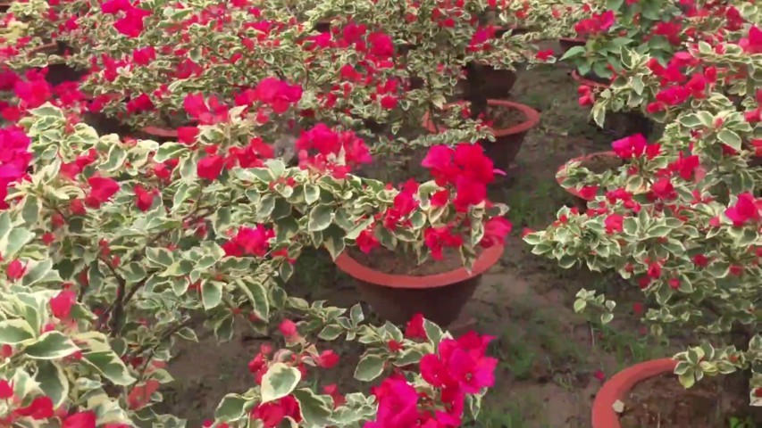 cây hoa giấy cẩm thạch 3