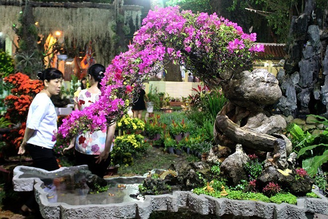 cây hoa giấy hình thác đổ 2