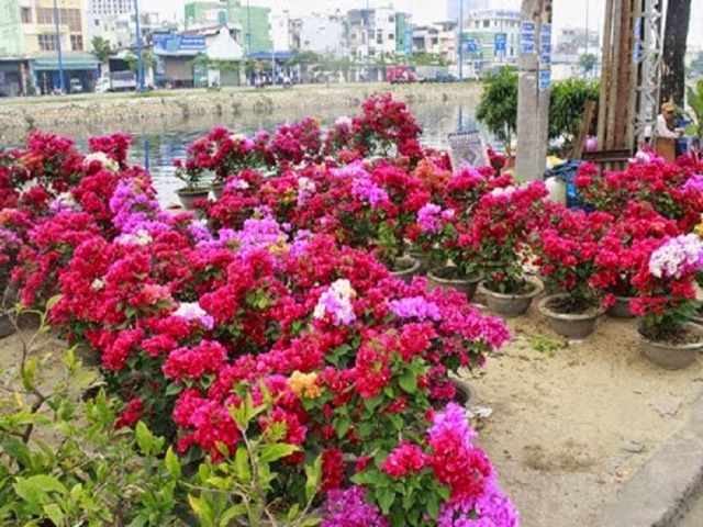 cây hoa giấy nhiều màu 1