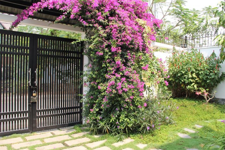 cổng cây hoa giấy 1